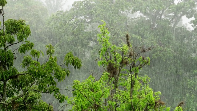 暴雨落在树上，以城市景观为背景视频素材