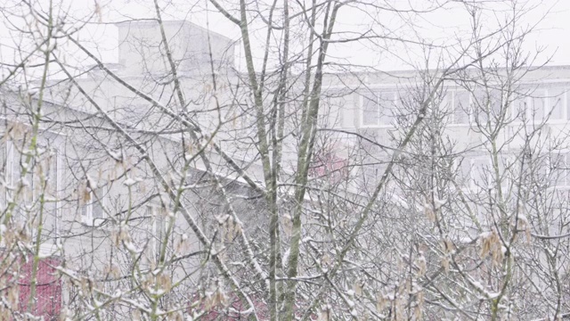 暴雪。在冬天的一天，雪花落在树上。多风的天气。城市冬季背景视频素材