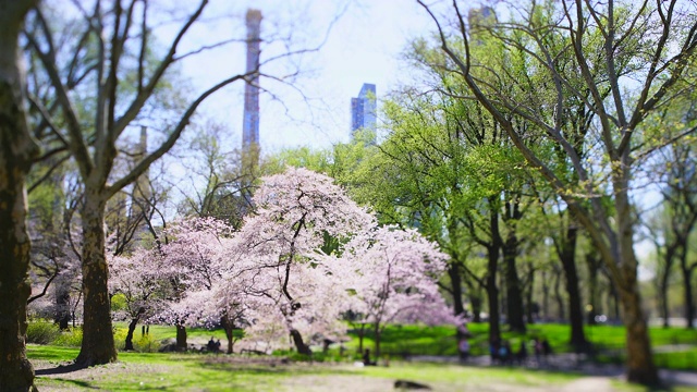 4月16日，在美国纽约中央公园，樱花盛开，绿树成荫。当日，在美国纽约中央公园，樱花盛开，绿树成荫。视频素材