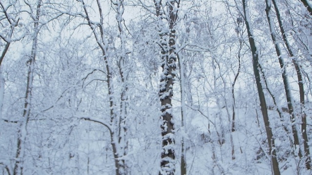 女孩在白雪覆盖的森林里跳舞视频素材