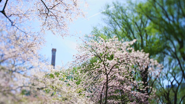 4月16日，在美国纽约中央公园，樱花盛开，绿树成荫。当日，在美国纽约中央公园，樱花盛开，绿树成荫。视频素材