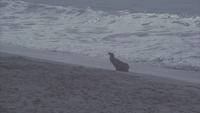 中等角度的海豹或海狮在马里布海滩。沙滩和海浪。视频素材