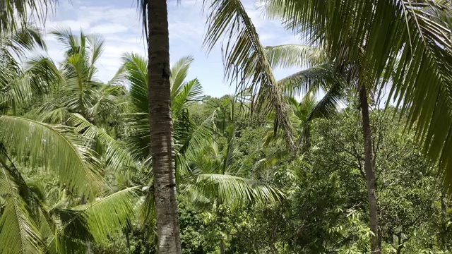 森林里的绿树对着天空——努沙佩尼达，巴厘岛视频素材