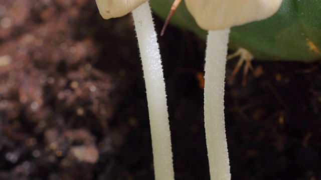 小蘑菇生长和干燥…时间流逝的视频视频素材