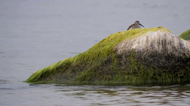 产于波罗的海沿岸地区。Dunlin, Calidris alpina，站在海水中吃着沙滩上长满海藻的石头。正在消失的红书鸟。视频素材