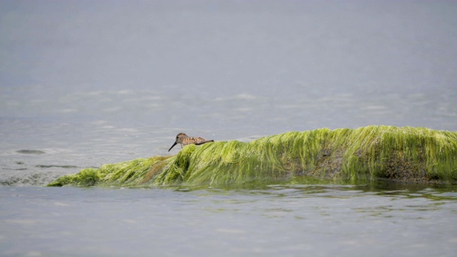 产于波罗的海沿岸地区。Dunlin, Calidris alpina，站在海水中吃着沙滩上长满海藻的石头。正在消失的红书鸟。视频素材