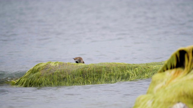 产于波罗的海沿岸地区。Dunlin, Calidris alpina，站在海水中吃着沙滩上长满海藻的石头。正在消失的红书鸟。视频素材