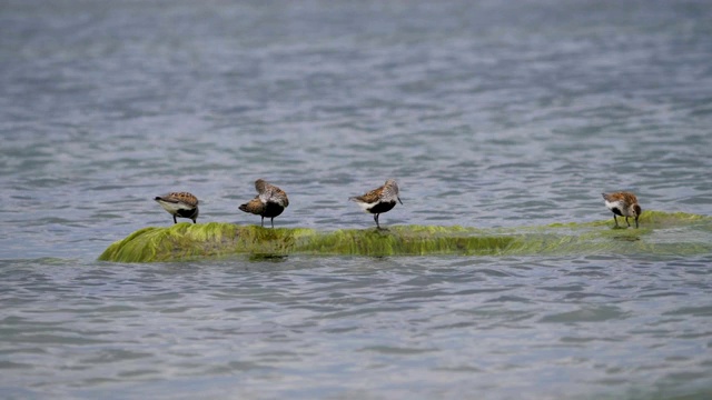 产于波罗的海沿岸地区。Dunlin, Calidris alpina，站在海水中吃着沙滩上长满海藻的石头。正在消失的红书鸟。视频素材