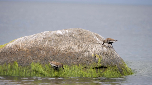 产于波罗的海沿岸地区。Dunlin, Calidris alpina，站在海水中吃着沙滩上长满海藻的石头。正在消失的红书鸟。视频素材