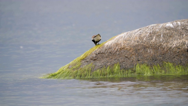 产于波罗的海沿岸地区。Dunlin, Calidris alpina，站在海水中吃着沙滩上长满海藻的石头。正在消失的红书鸟。视频素材