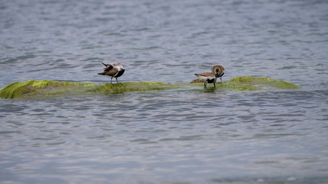 产于波罗的海沿岸地区。Dunlin, Calidris alpina，站在海水中吃着沙滩上长满海藻的石头。正在消失的红书鸟。视频素材