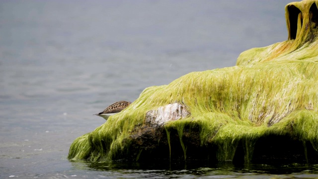 产于波罗的海沿岸地区。Dunlin, Calidris alpina，站在海水中吃着沙滩上长满海藻的石头。正在消失的红书鸟。视频素材