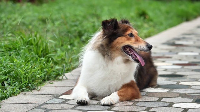 可爱的设得兰牧羊犬躺在地上，在刮风的日子里看起来很友好，超级慢镜头。视频素材