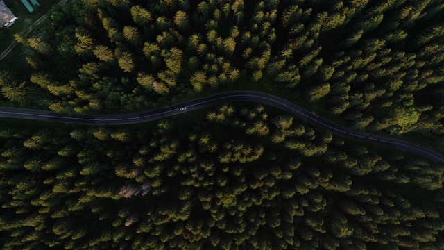 森林的公路旅行视频素材