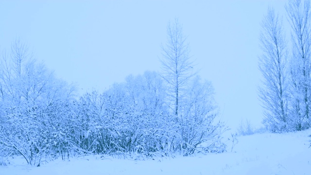 冬天森林里美丽的降雪。视频素材