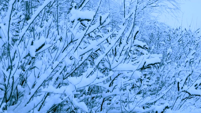 冬天森林里美丽的降雪。视频素材