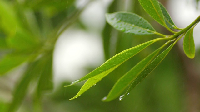 雨点落在绿叶上，慢镜头视频素材