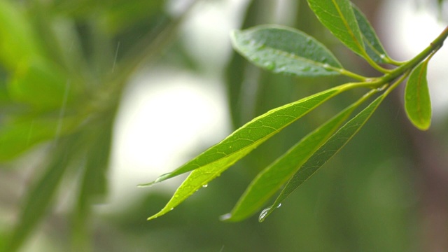 雨点落在绿叶上，慢镜头视频素材