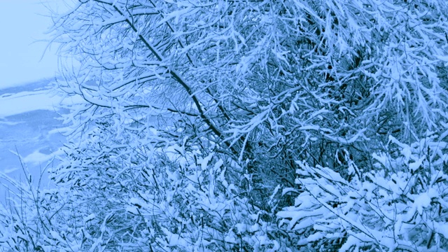 冬天森林里美丽的降雪。视频素材