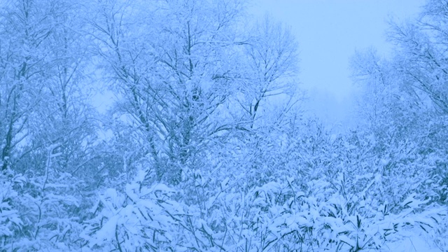 冬天森林里美丽的降雪。视频素材