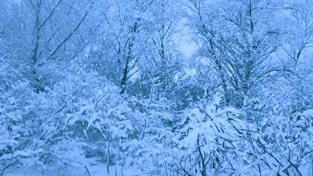 冬天森林里美丽的降雪。视频素材