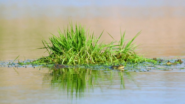 在自然栖息地的绿色沼泽青蛙。Pelophylax ridibundus视频素材