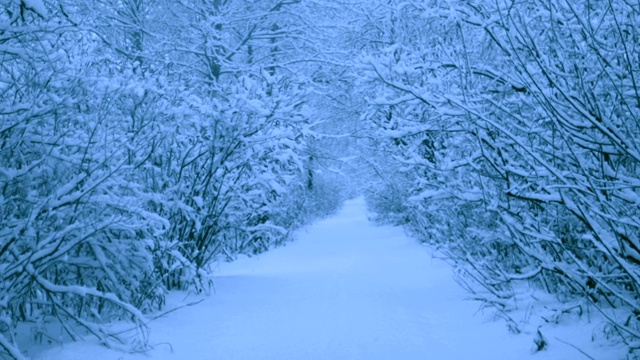 冬天森林里美丽的降雪。视频素材