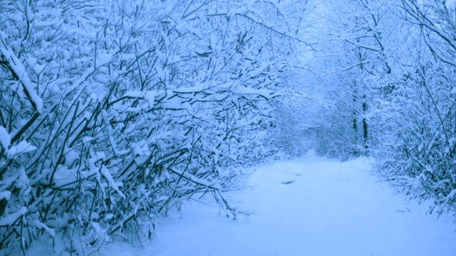 冬天森林里美丽的降雪。视频素材