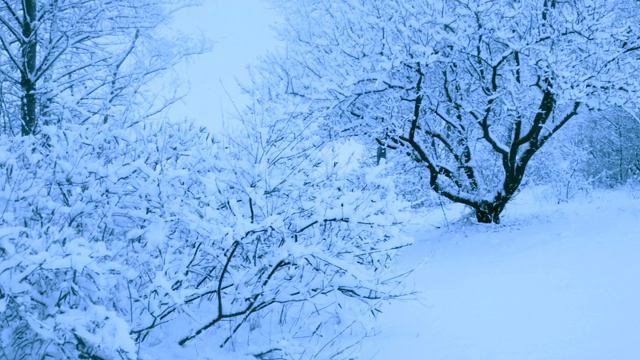 冬天森林里美丽的降雪。视频素材