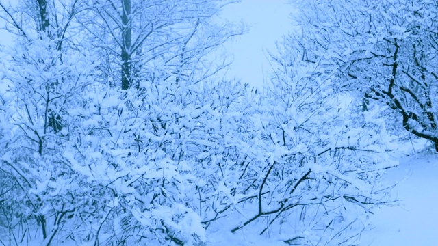 冬天森林里美丽的降雪。视频素材