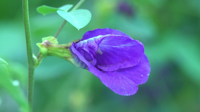 蝴蝶豌豆花视频素材