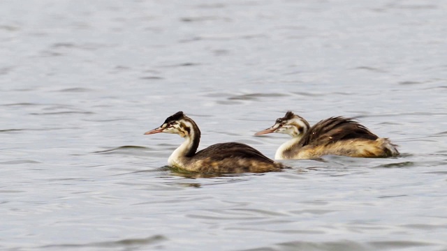 在一个多云的夏天，大冠毛鸊鸱(Podiceps cristatus)在湖上游泳。视频素材