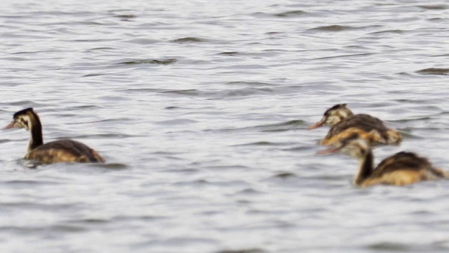 在一个多云的夏天，大冠毛鸊鸱(Podiceps cristatus)在湖上游泳。视频素材