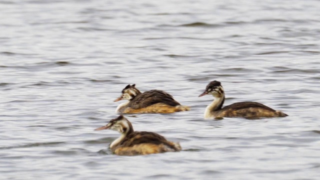 在一个多云的夏天，大冠毛鸊鸱(Podiceps cristatus)在湖上游泳。视频素材