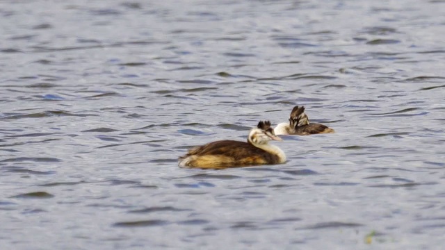 在一个多云的夏天，大冠毛鸊鸱(Podiceps cristatus)在湖上游泳。视频素材