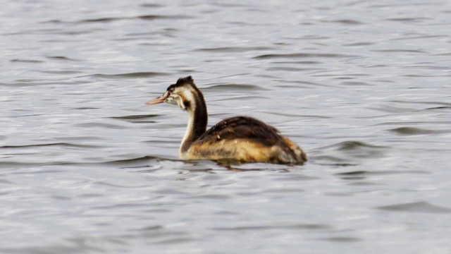 在一个多云的夏日，年轻的鸟大冠鸊鷉(Podiceps cristatus)在湖上游泳。视频素材