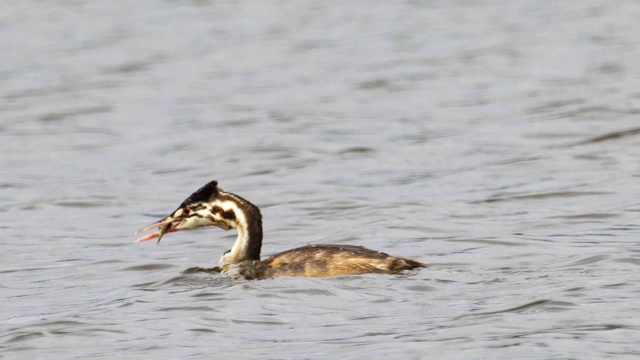 年轻的鸟大冠毛鸊鷉(Podiceps cristatus)游泳、捕鱼和吃东西。视频素材