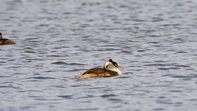 在一个多云的夏天，大冠毛鸊鸱(Podiceps cristatus)在湖上游泳。视频素材