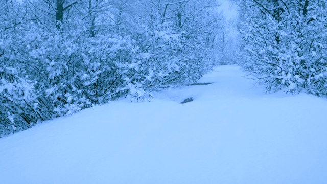 冬天森林里美丽的降雪。视频素材