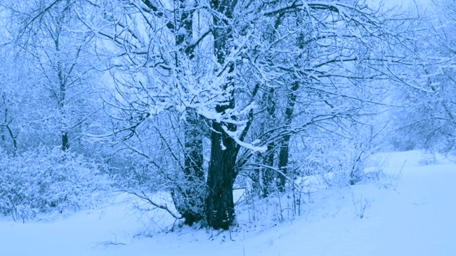 冬天森林里美丽的降雪。视频素材