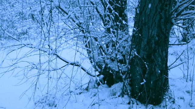 冬天森林里美丽的降雪。视频素材