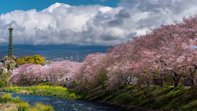 樱花盛开在日本富士山，时光流逝运动视频素材