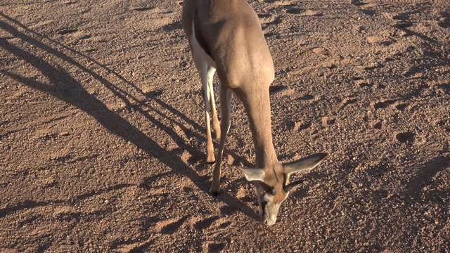 Springbok吃掉。视频素材