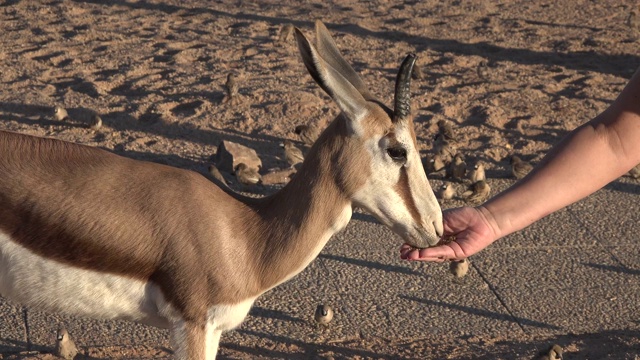 Springbok吃掉。视频素材