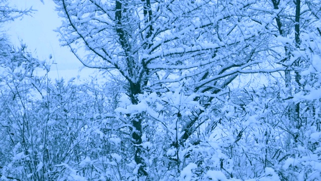 冬天森林里美丽的降雪。视频素材