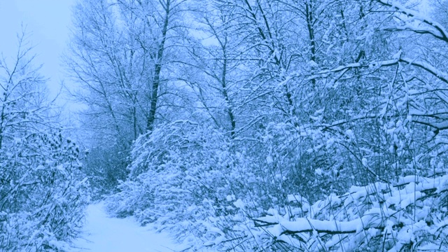 冬天森林里美丽的降雪。视频素材