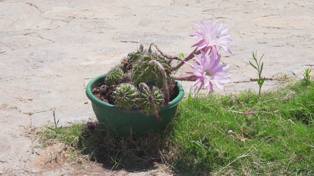 蜜蜂从一种罕见的仙人掌花中吸取花蜜视频素材