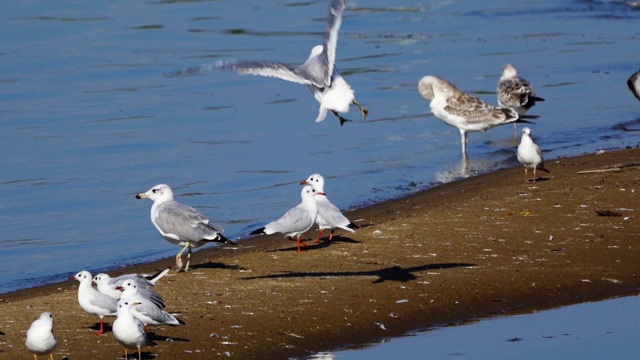 鸟-年轻的大红头鸥(Larus ichthyaetus)完成飞行并着陆。视频素材