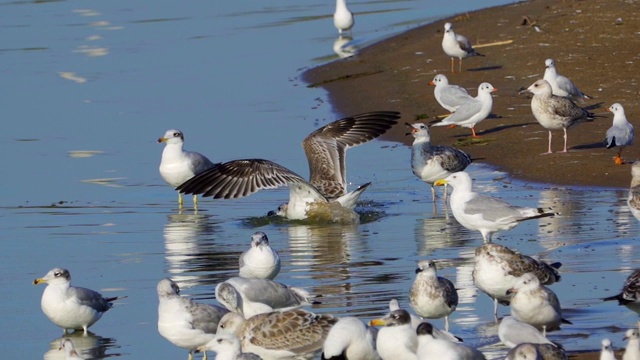 鸟-年轻的大红头鸥(Larus ichthyaetus)完成飞行并着陆。视频素材