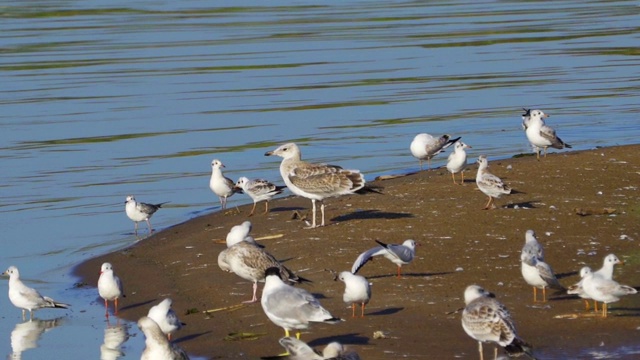 鸟-年轻的大红头鸥(Larus ichthyaetus)完成飞行并着陆。视频素材